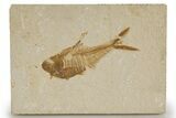 Detailed Fossil Fish (Diplomystus) - Wyoming #318616-1